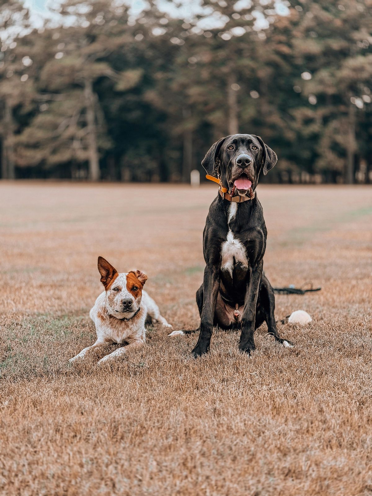 Two dogs out in the field