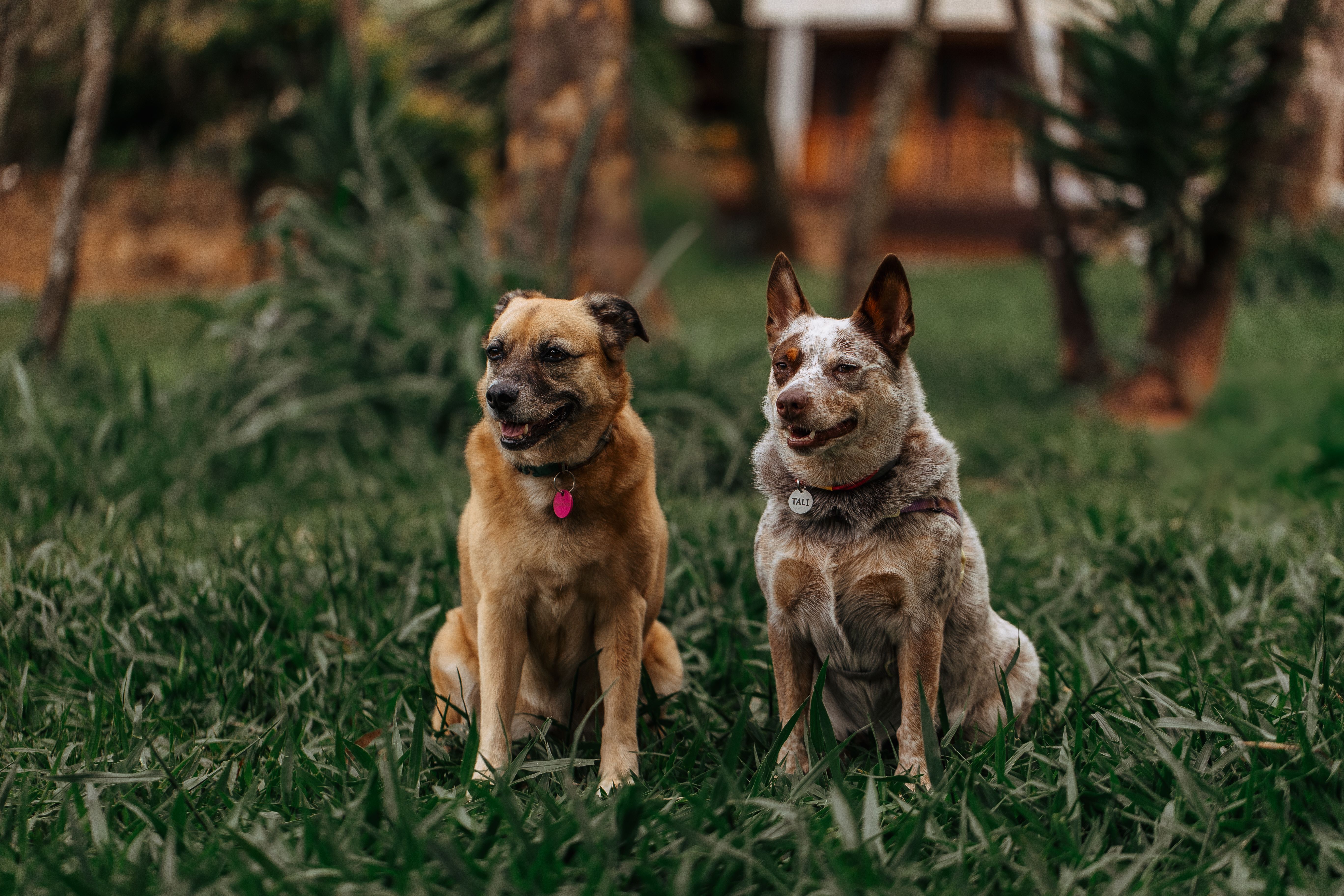 Two happy dogs after a walk
