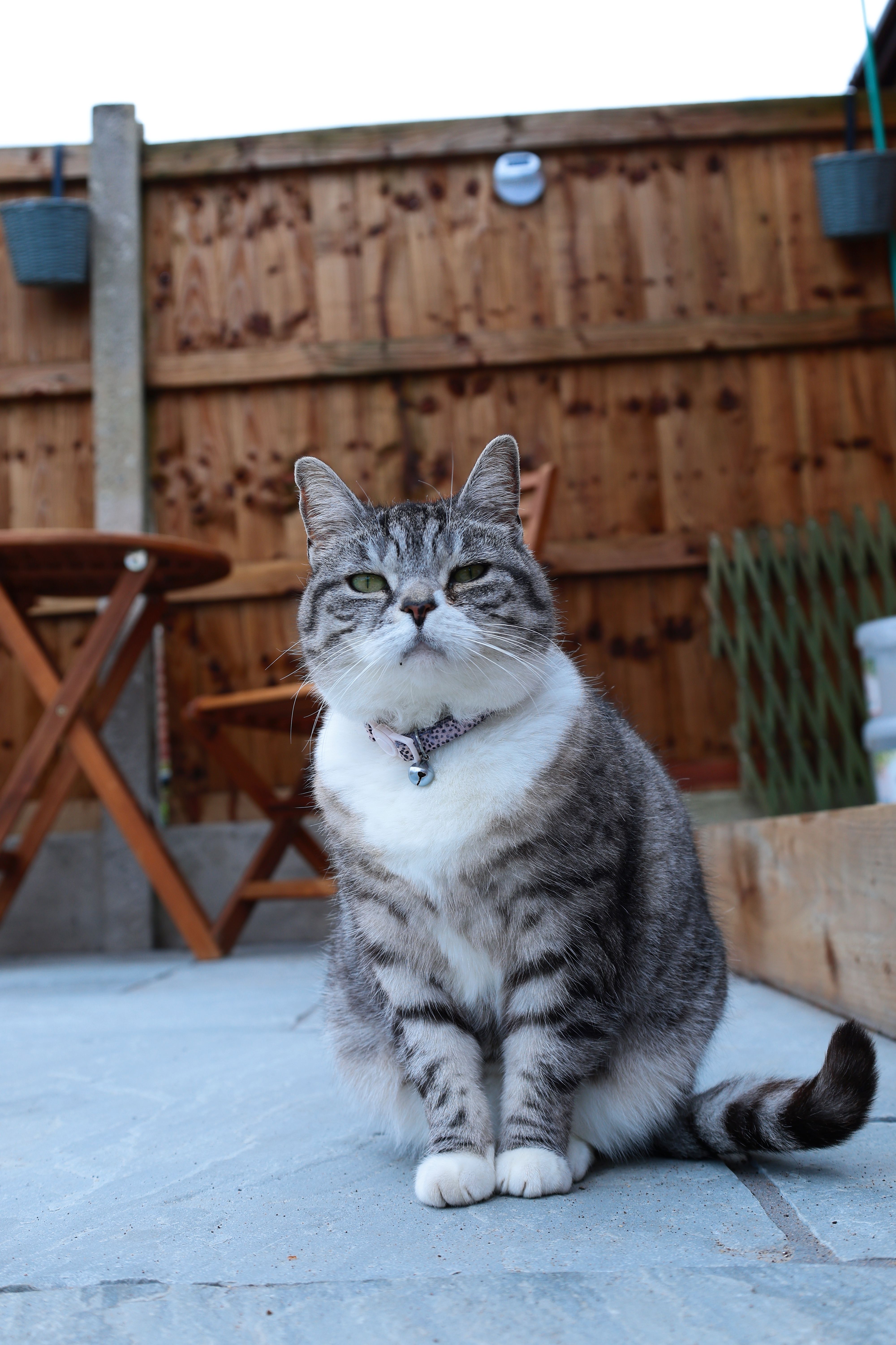 A happy pet enjoying a visit