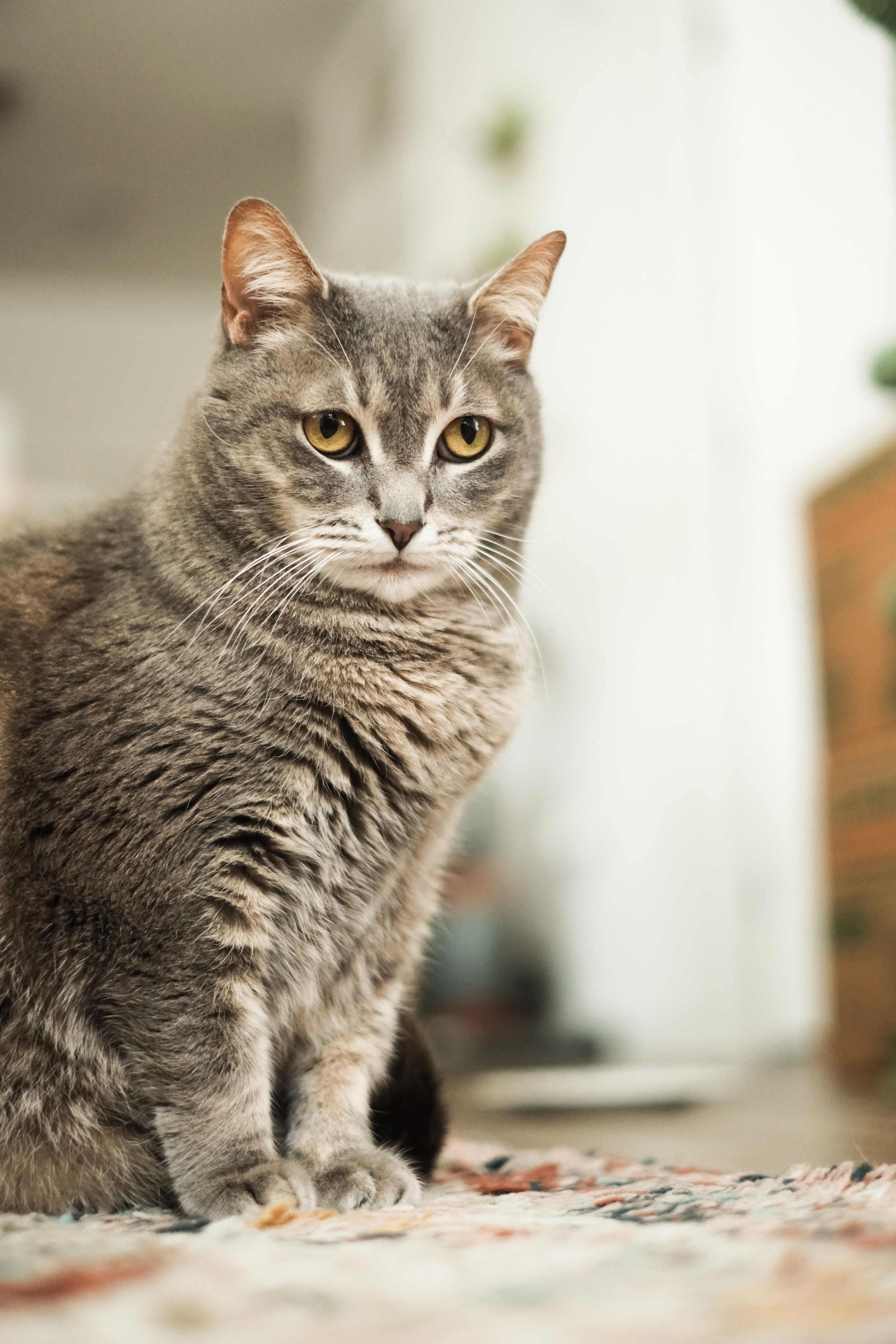 A much-loved pet at home