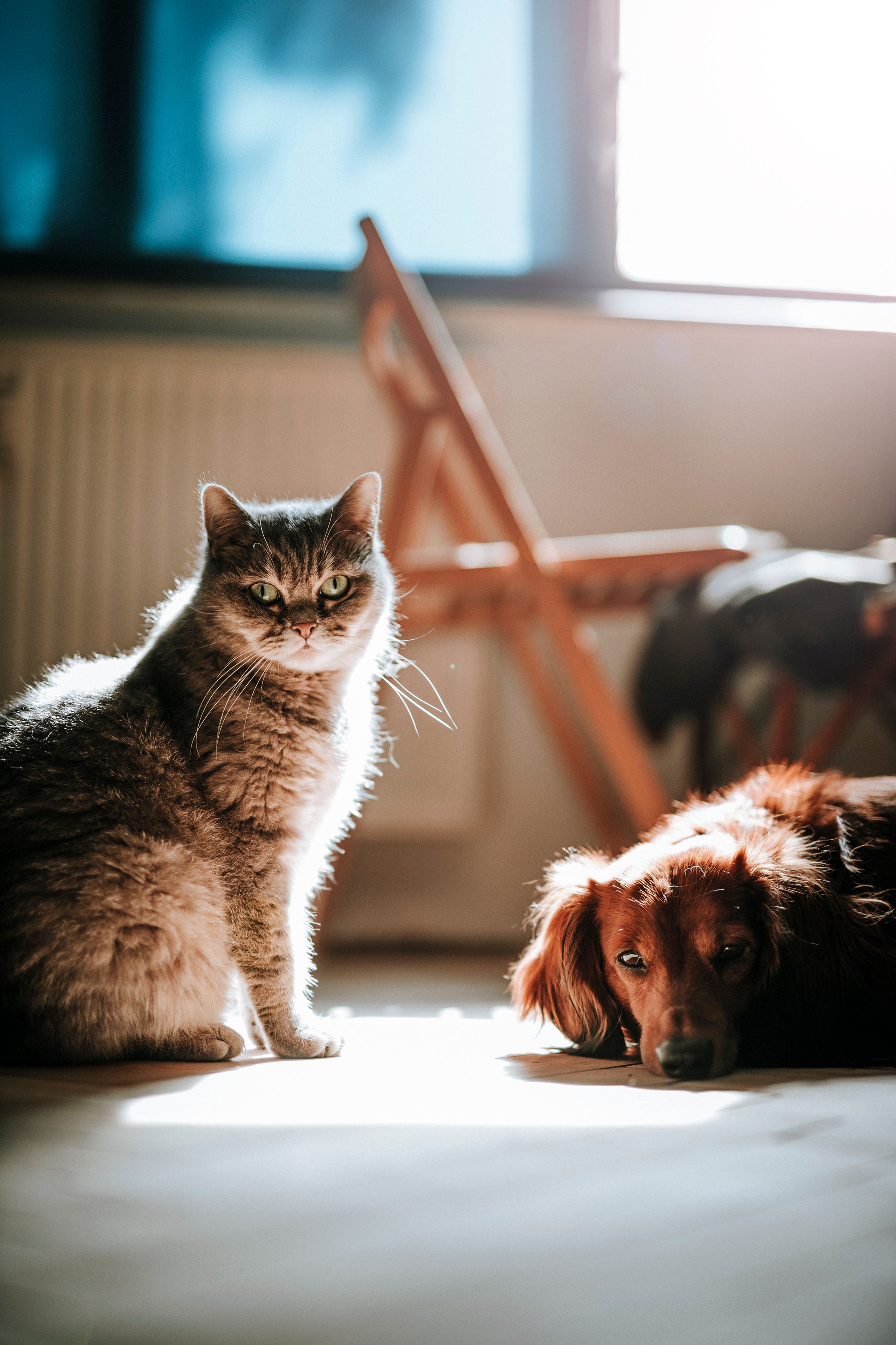 A cat and dog cared for at home in Sevenoaks