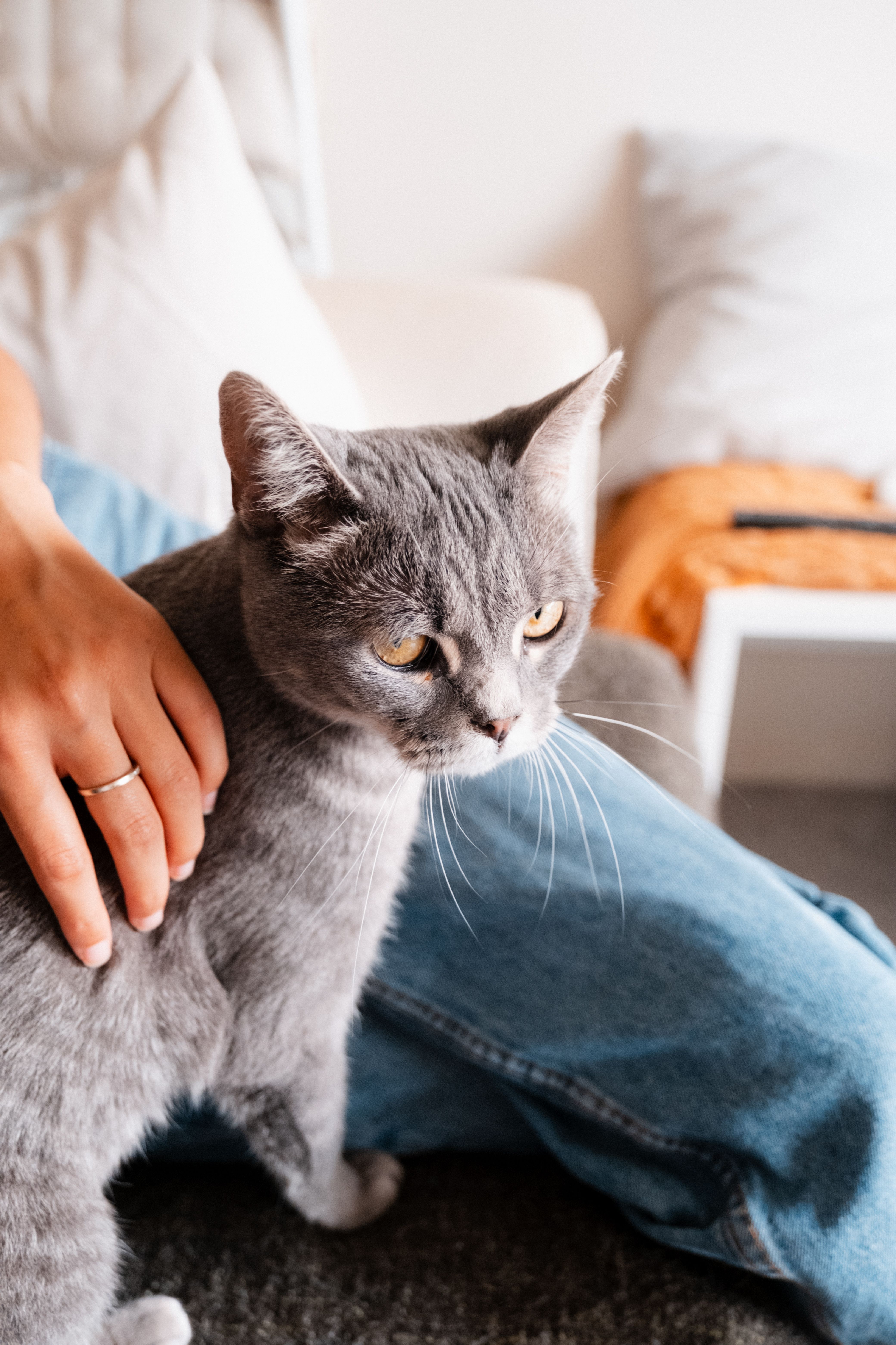 A cat being cared for at home in Sevenoaks
