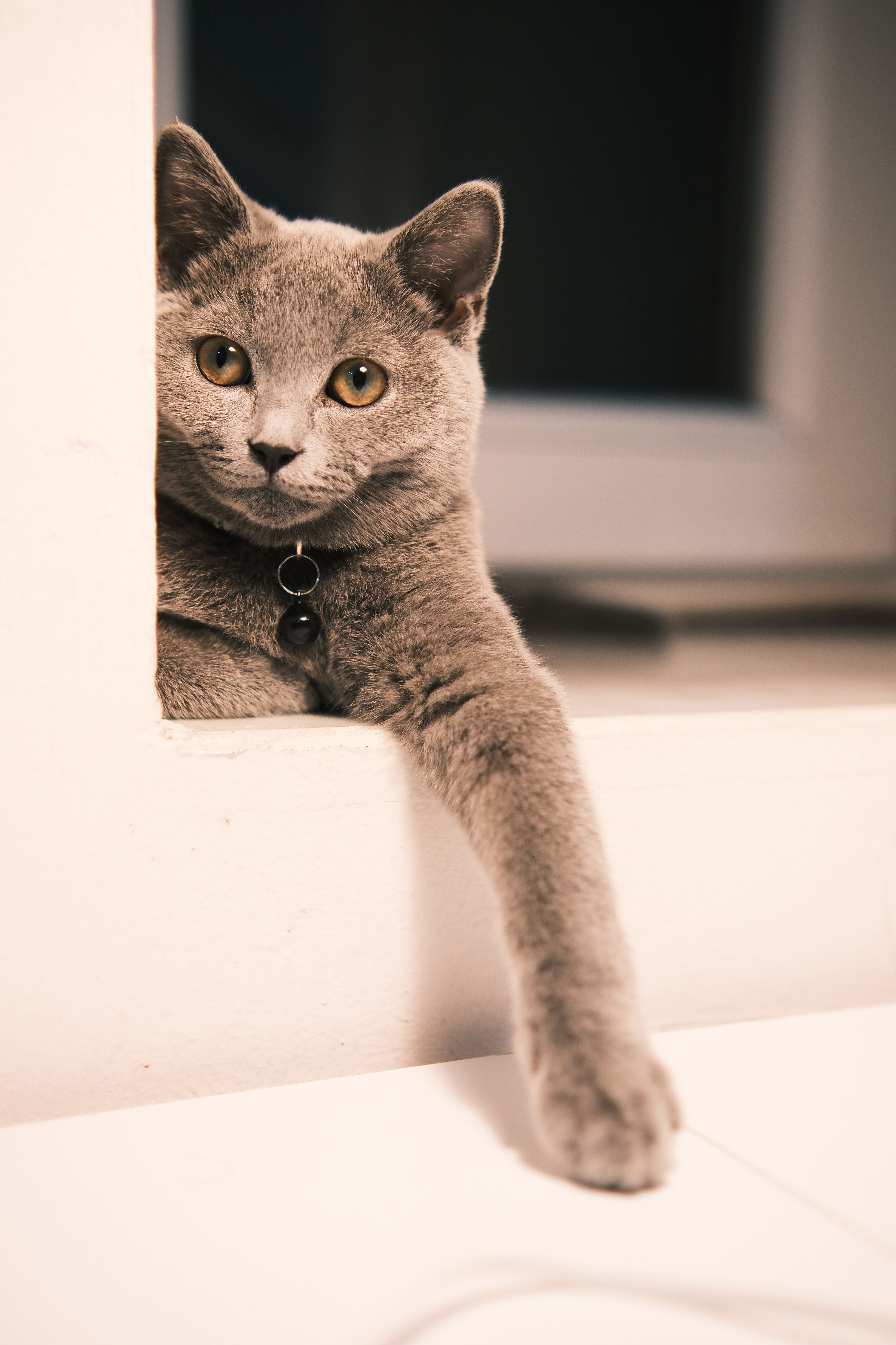 A contented pet at home while their owner is away