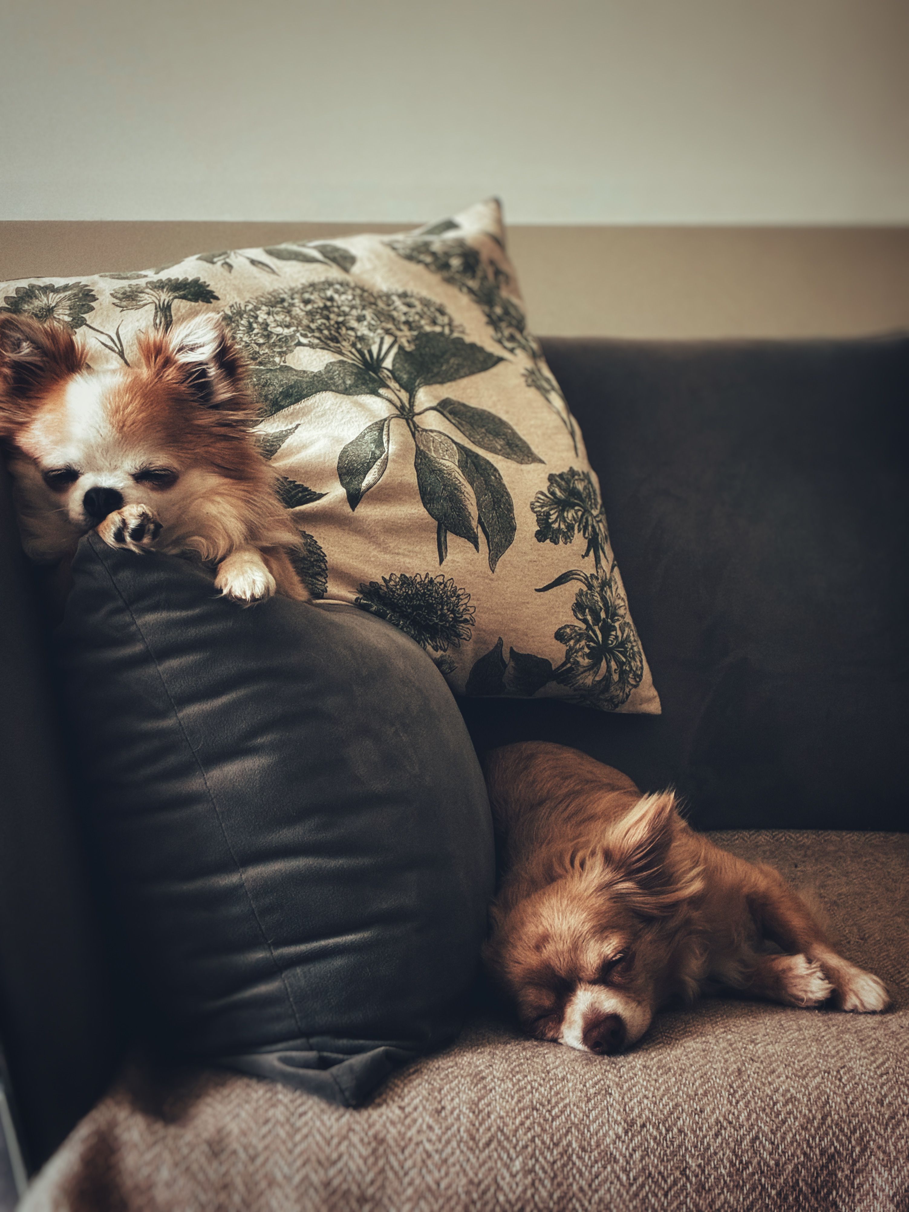 Dogs resting comfortably on the sofa